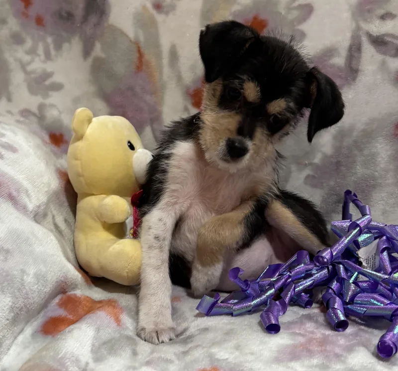 A baby small-sized female Black Fox Terrier dog named Betsy for adoption in Corona, CA