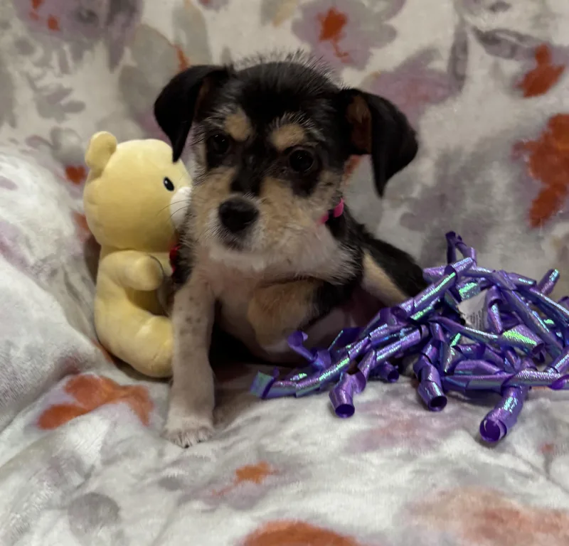 Betsy thumbnail 3