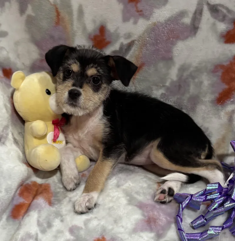 Betsy thumbnail 4