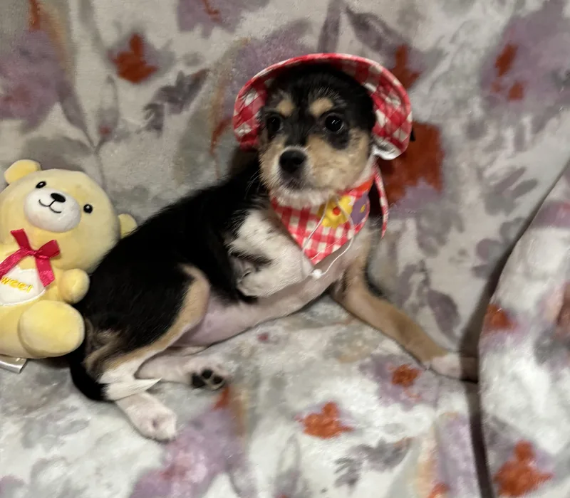 Betsy thumbnail 6