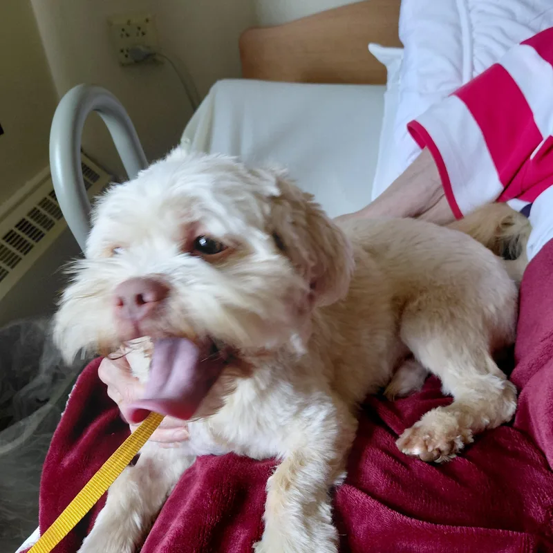 An adult small-sized male White / Cream Lhasa Apso dog named Odie for adoption in New Richmond, WI
