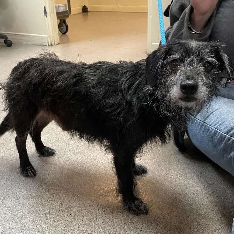A senior small-sized male Black Terrier dog named Fishstick for adoption in Pasadena, CA