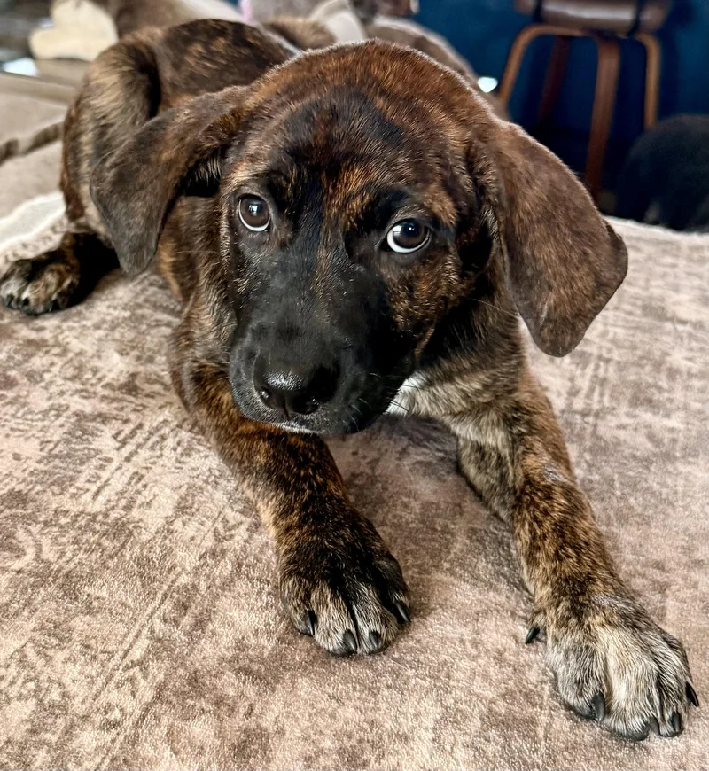 A baby large-sized female Plott Hound dog named Laurel for adoption in Aquilla, TX