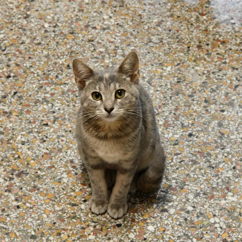 A baby medium-sized female Dilute Calico Domestic Short Hair cat named Yip for adoption in Fairhope, AL