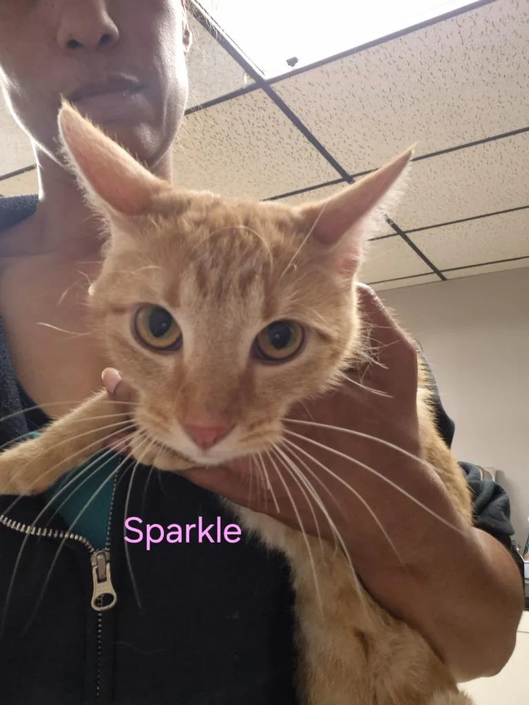 A young medium-sized female Domestic Short Hair cat named Sparkle for adoption in Cincinnati, OH