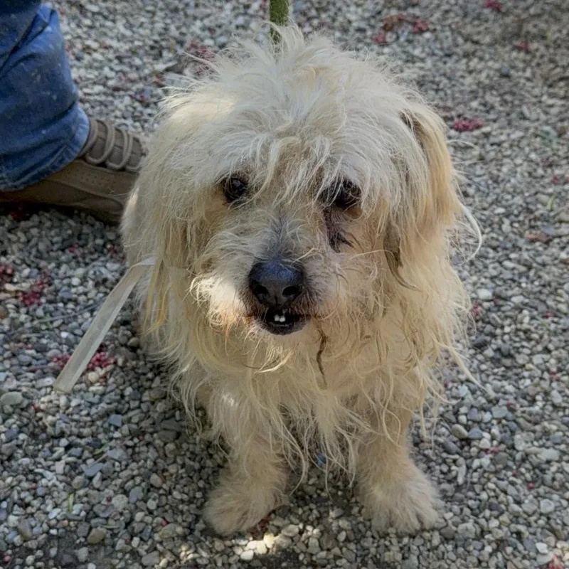 A senior small-sized male Terrier dog named Fred Durst for adoption in LOXAHATCHEE, FL