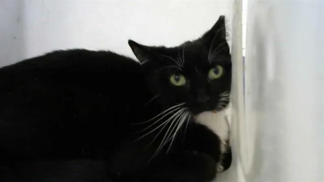A young small-sized female Domestic Short Hair cat named Oreo for adoption in Albuquerque, NM