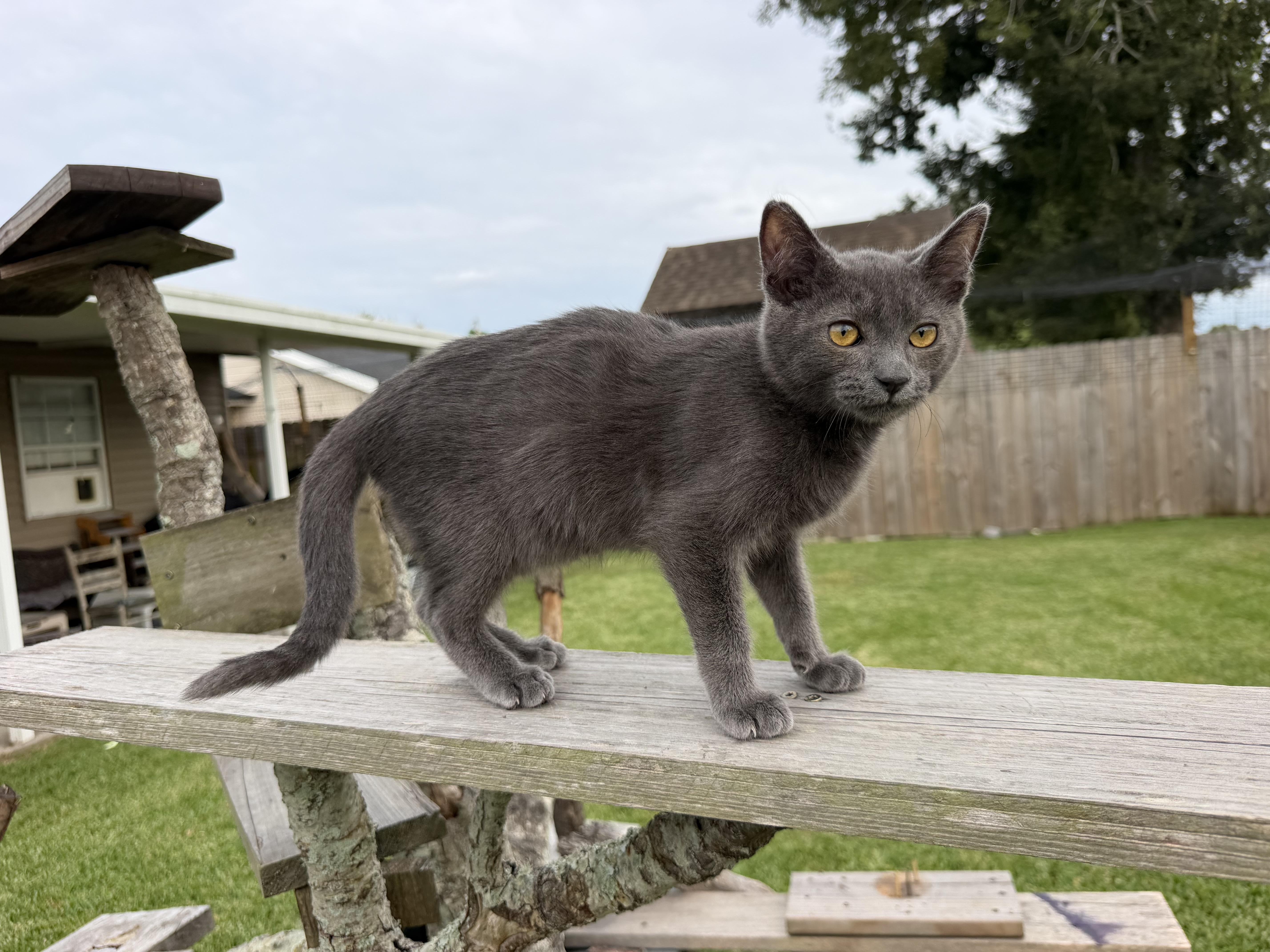 A baby medium-sized male Domestic Short Hair cat named Snoopy for adoption in Metairie, LA