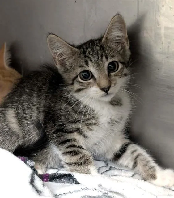 A baby medium-sized male Domestic Short Hair cat named Wilson for adoption in Columbia, SC