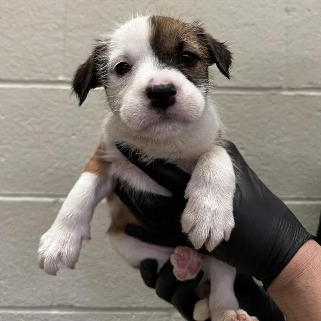 A baby small-sized female Pit Bull Terrier dog named Ruka for adoption in Thousand Palms, CA