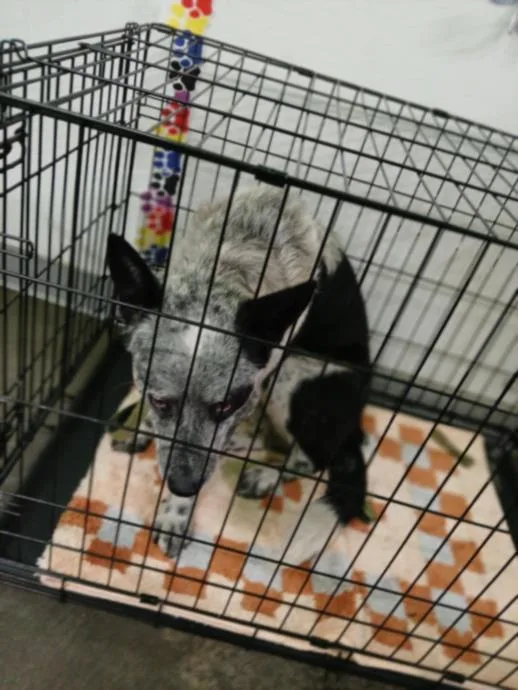 An adult large-sized male Terrier dog named Oreo for adoption in Los Angeles, CA