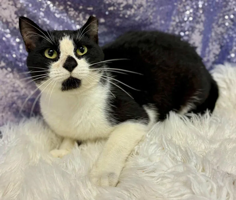An adult medium-sized male Black & White / Tuxedo Domestic Short Hair cat named Celsius for adoption in Clarkesville, GA