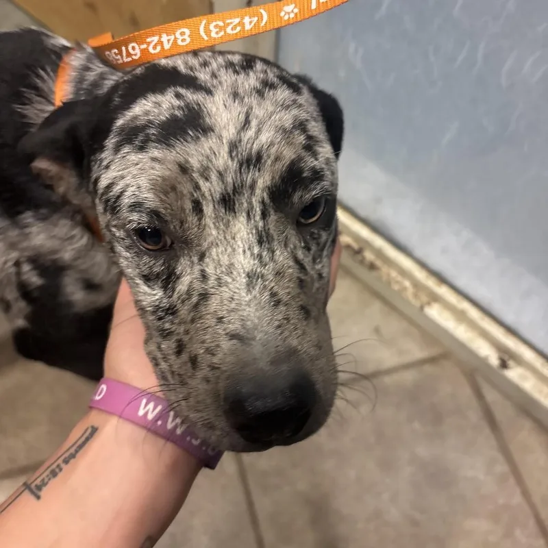 A young medium-sized male Black Mixed Breed dog named Thanksgiving for adoption in Chattanooga, TN