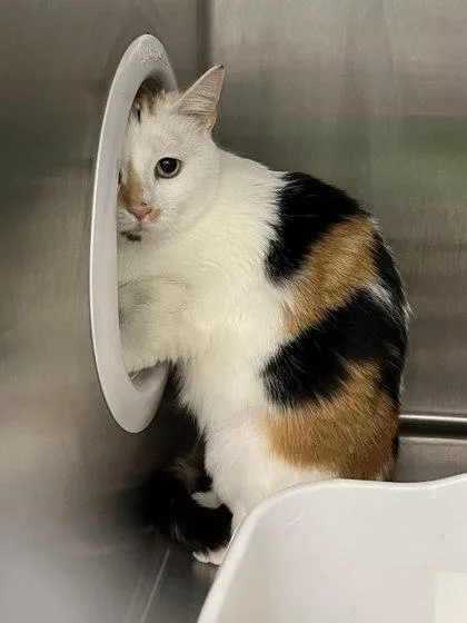 An adult medium-sized female Domestic Short Hair cat named Angel Fiv+ for adoption in Akron, OH