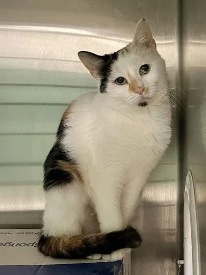 Angel Fiv+ thumbnail 2