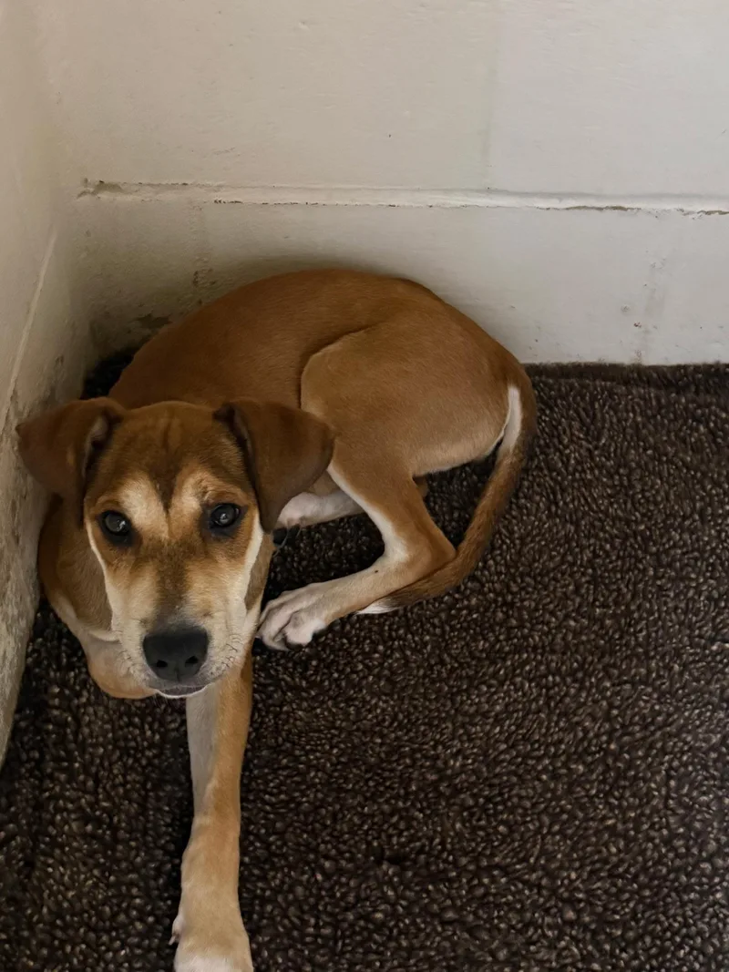 A young medium-sized female Bicolor Hound dog named Annie for adoption in tannersville, PA
