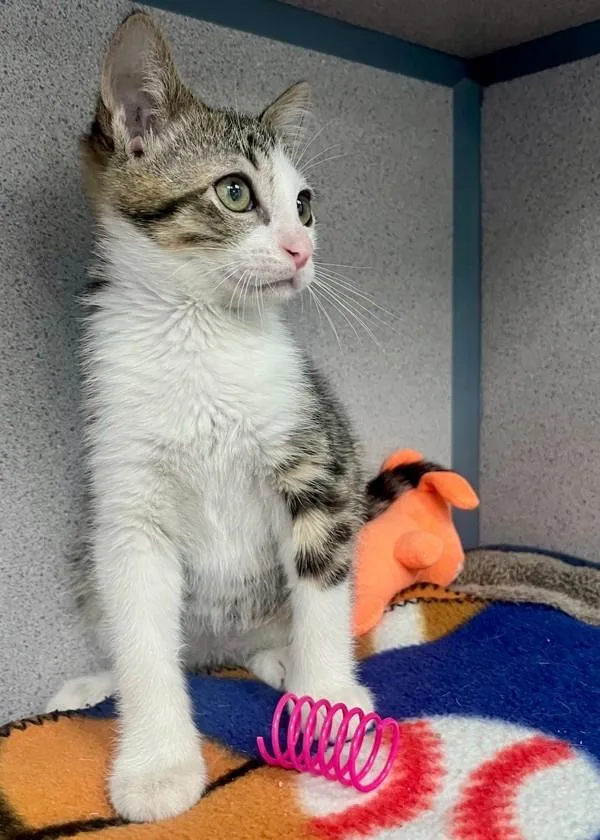 A baby small-sized male Domestic Short Hair cat named Willis for adoption in Skillman, NJ