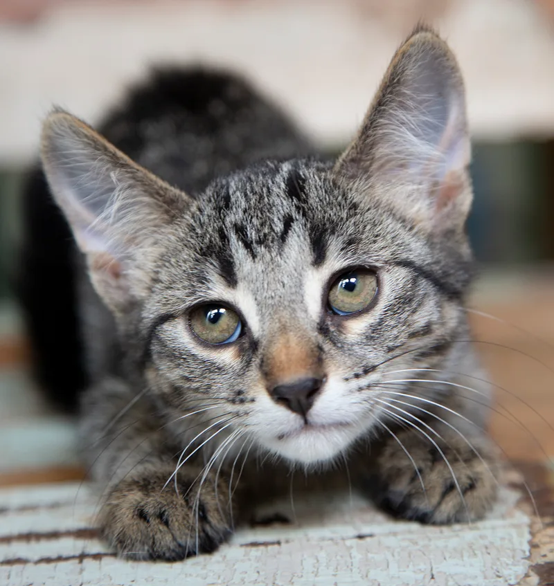 A young medium-sized female Tabby (Gray / Blue / Silver) Domestic Short Hair cat named Birdie for adoption in Chicago, IL