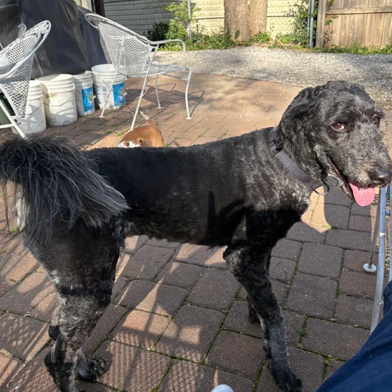 An adult large-sized male Black Standard Poodle dog named Boaz for adoption in Columbia, MO