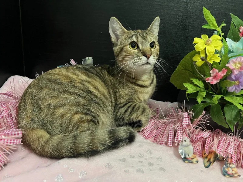 Marigold thumbnail 2