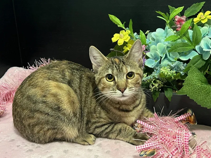 Marigold thumbnail 3