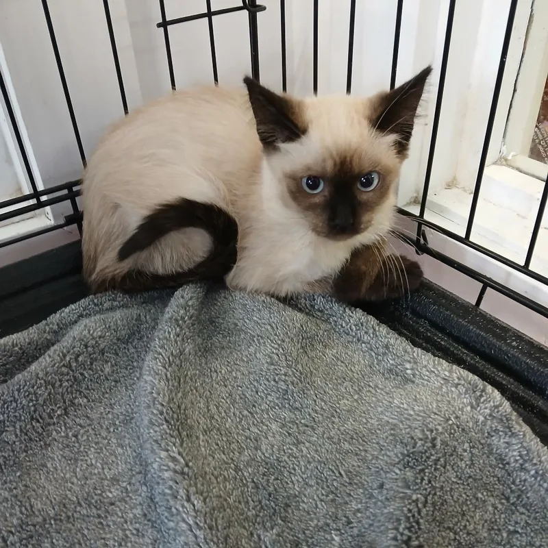 A baby small-sized female Cream / Ivory Siamese cat named CCMSStray for adoption in Clarksdale, MS