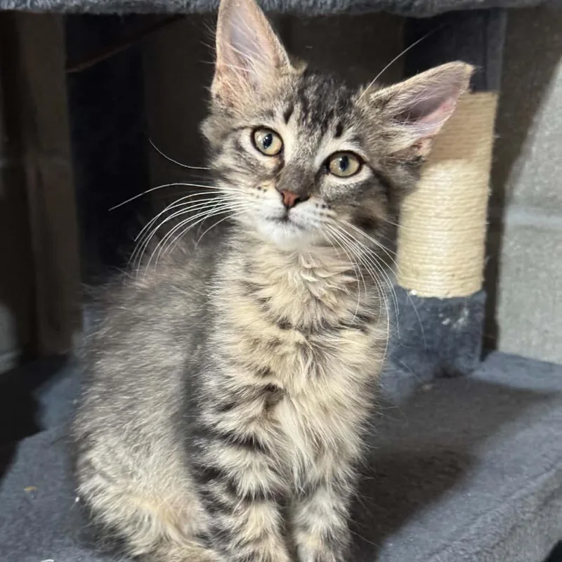 A baby small-sized female Brown / Chocolate Domestic Short Hair cat named Cady Heron for adoption in Buffalo, MN