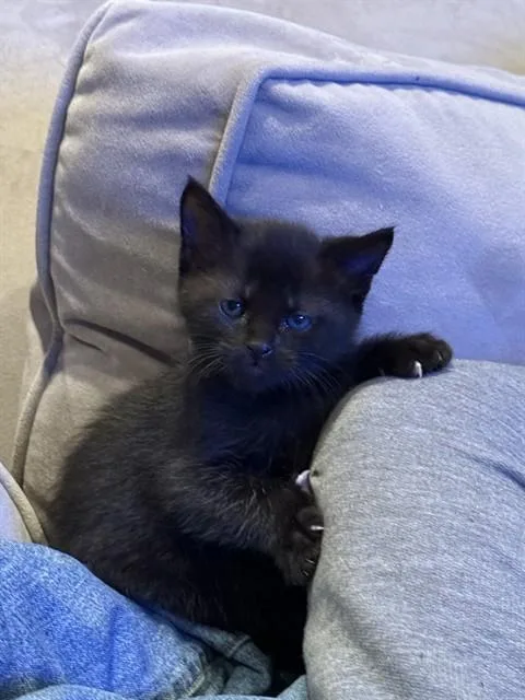 A baby small-sized male Domestic Short Hair cat named Matisse for adoption in Colorado Springs, CO