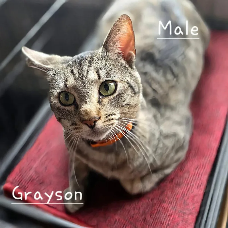 An adult medium-sized male Brown / Chocolate Domestic Short Hair cat named Grayson for adoption in DeKalb, IL