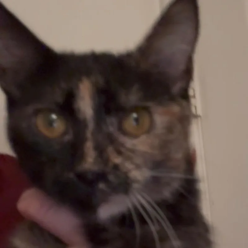 A baby small-sized female Tortoiseshell Domestic Short Hair cat named Sienna for adoption in Brea, CA
