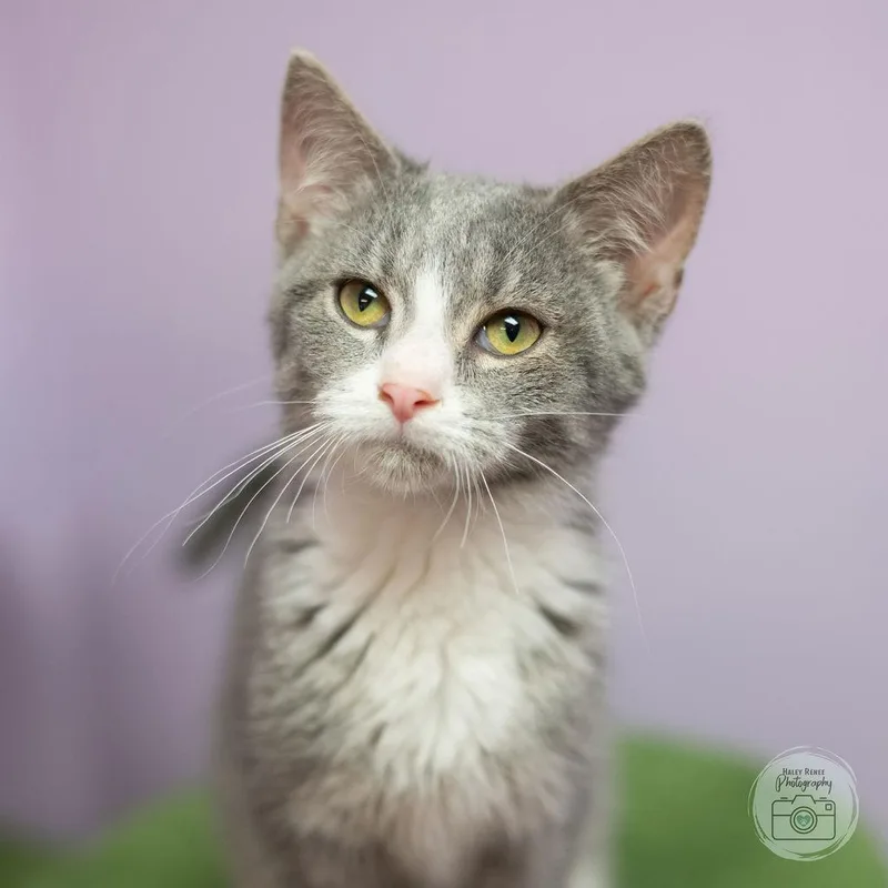A baby medium-sized male Gray & White Domestic Short Hair cat named Grumpy for adoption in Blairsville, PA