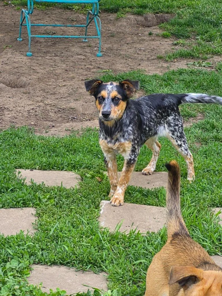 A baby medium-sized female Mixed Breed dog named Gemma for adoption in sun prairie, WI