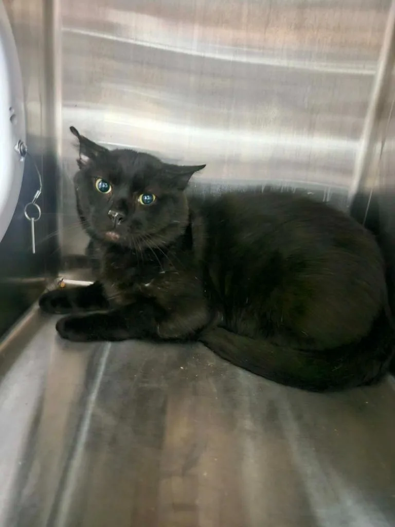 An adult medium-sized male Domestic Short Hair cat named Ninja for adoption in Maryville, TN