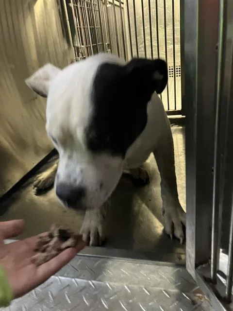 A young medium-sized female Mixed Breed dog named Amelia for adoption in Dallas, TX