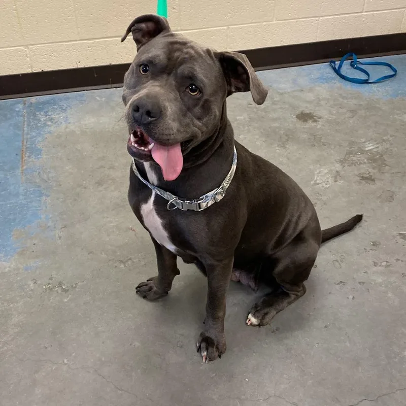An adult large-sized female Gray / Blue / Silver Mixed Breed dog named Melanie for adoption in Memphis, TN