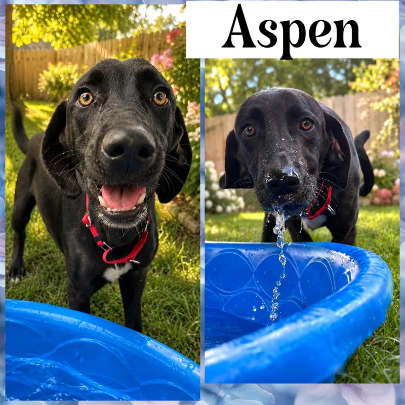 Aspen