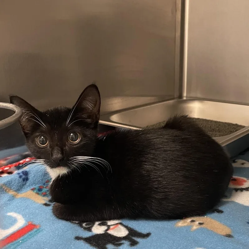 A baby small-sized female Black Domestic Short Hair cat named Silly Goose for adoption in Columbus, GA