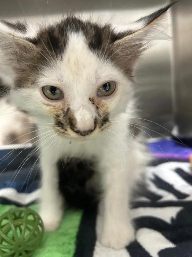 A baby medium-sized male Domestic Medium Hair cat named Spazz for adoption in Hartsville, SC