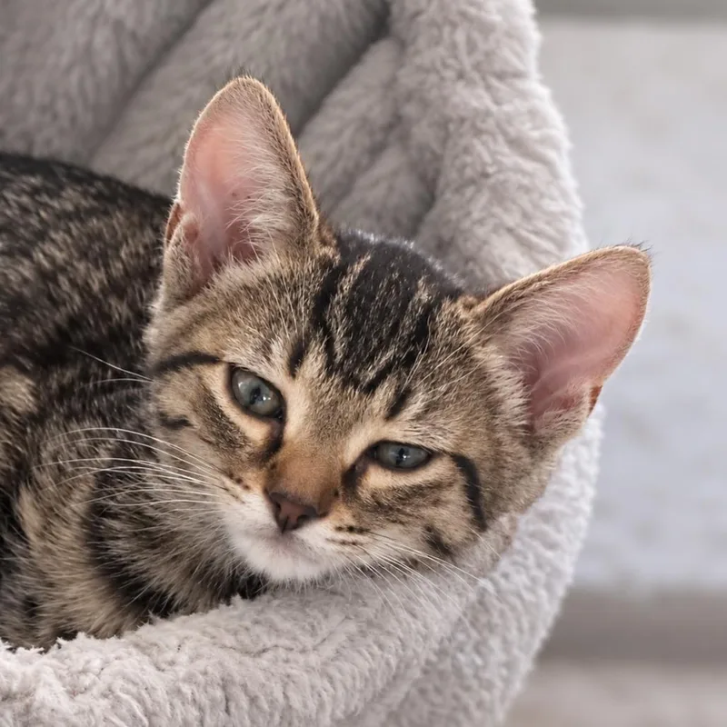 A baby small-sized male Gray / Blue / Silver Domestic Short Hair cat named Howie for adoption in Tustin, CA