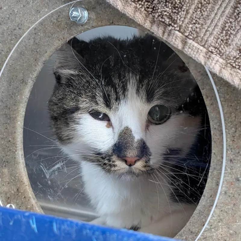 An adult large-sized female Brown / Chocolate Domestic Short Hair cat named Kiara for adoption in Tacoma, WA