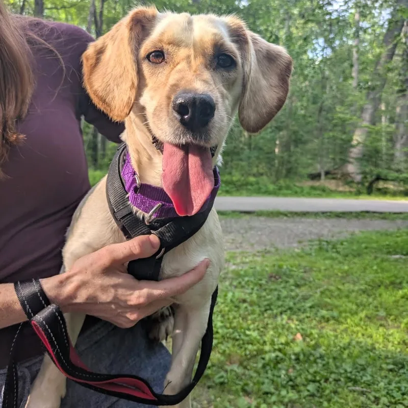 A young small-sized female Yellow / Tan / Blond / Fawn Dachshund dog named Molly for adoption in Morristown, NJ