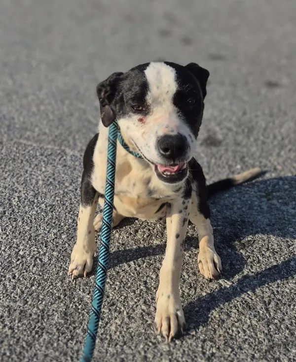 A young small-sized female Dalmatian dog named Vc for adoption in Lawrenceville, GA