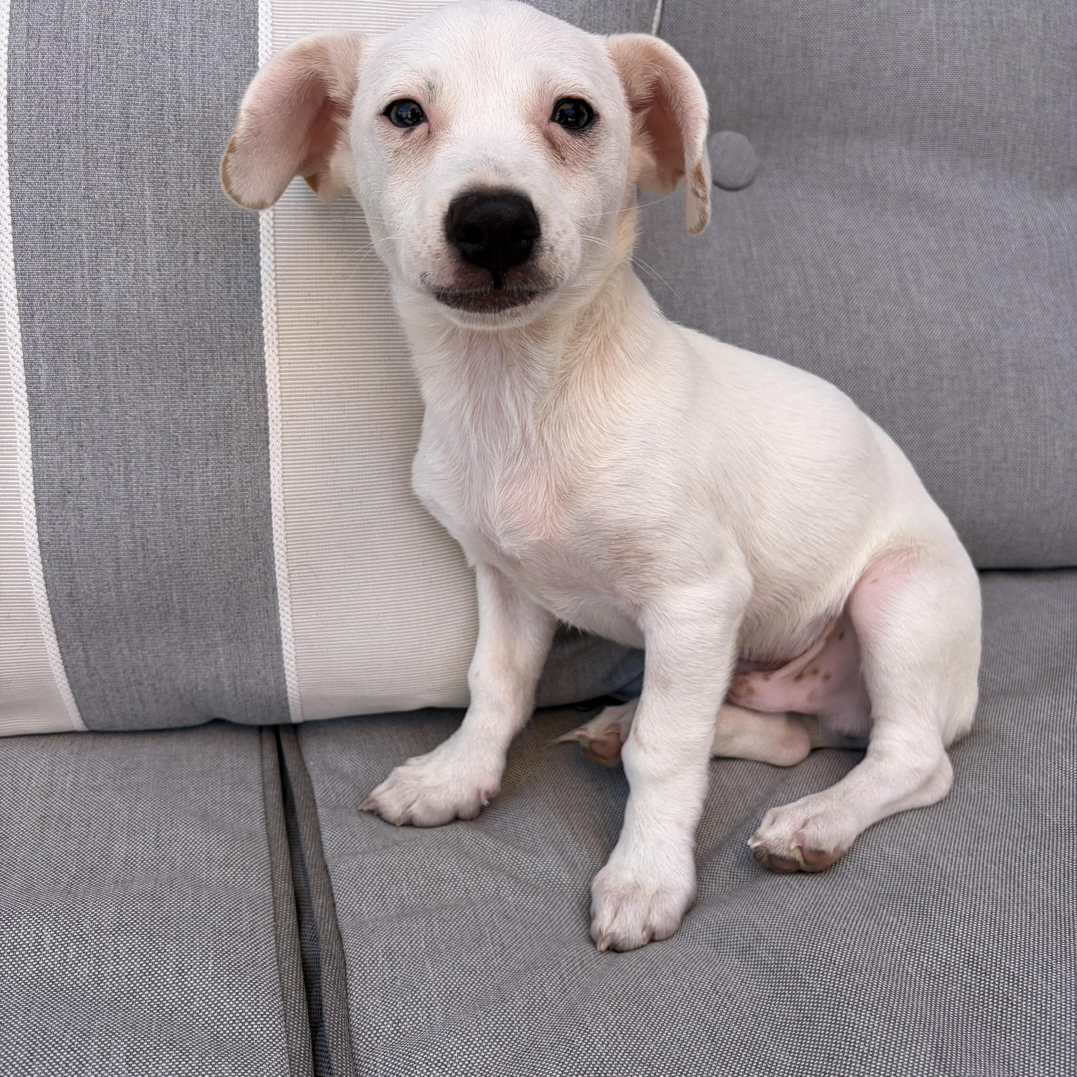 A baby small-sized male White / Cream Chiweenie dog named Taco for adoption in Poway, CA