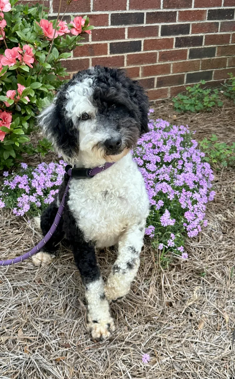 A young small-sized female Black Miniature Poodle dog named Posie for adoption in Maiden, NC