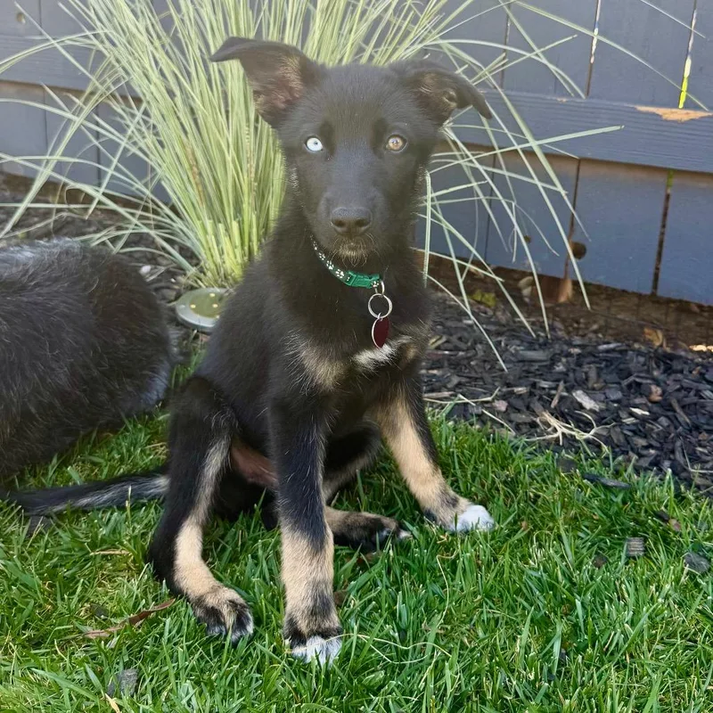 A baby large-sized male Black Shepherd dog named Russki for adoption in Point Richmond, CA