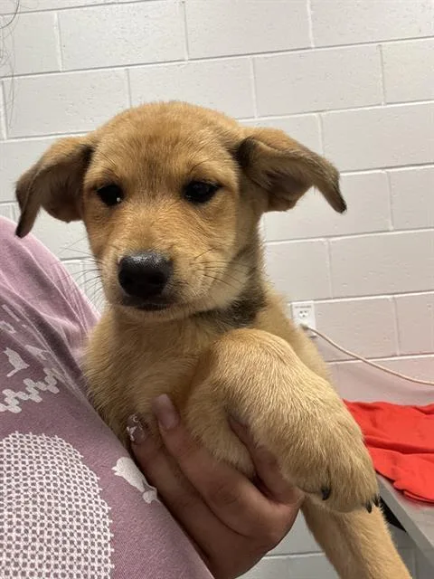A baby small-sized female Australian Cattle Dog / Blue Heeler dog named Skywalker for adoption in Indianapolis, IN