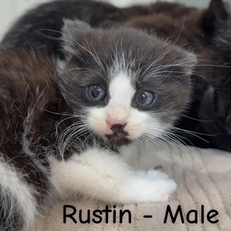 Rustin