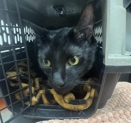 An adult medium-sized male Domestic Short Hair cat named Freddie Purrcury for adoption in Sacramento, CA