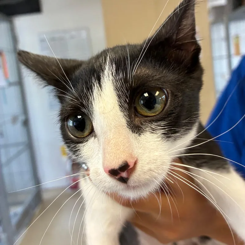 A baby small-sized female Black Domestic Short Hair cat named Jess for adoption in Santa Barbara, CA