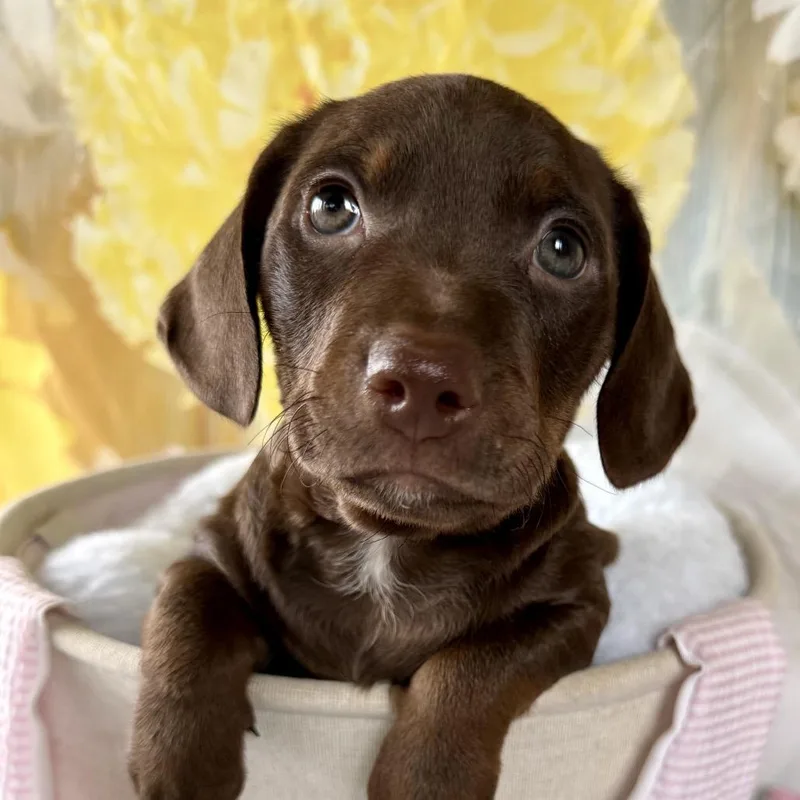A baby small-sized male Chihuahua dog named Sir Hopsalot for adoption in Cumming, GA